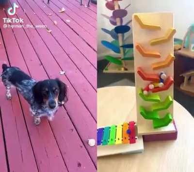 what the dog d