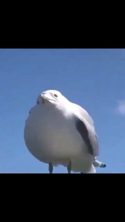 s e a G U L L