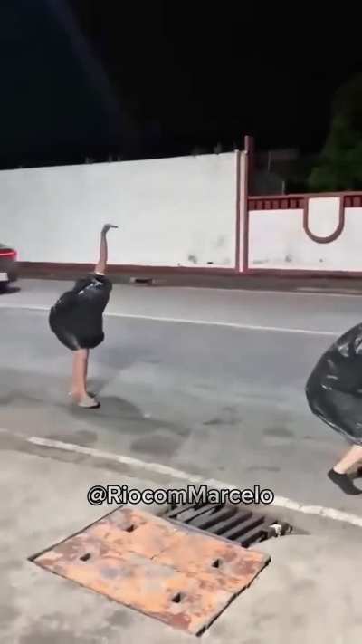 I don't know what they're saying in the video but two interesting looking ostriches stuck in a city. I hope they get relocated.