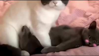 Fed kitties