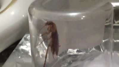 I caught a Pheromosa