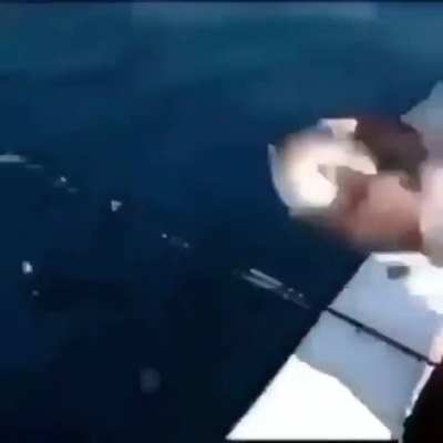 Le phishe