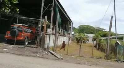 They electrified the fence so lemons are no longer stolen from the property.