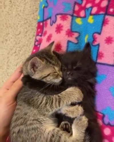 touch tha other cat