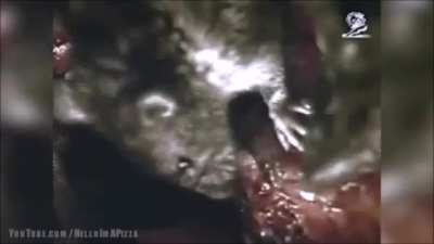Rats. A Singaporean PSA from roughly around 2001. Made by the Partnership for a Drug Free Singapore. One of the most disgusting and effective things i've ever seen. I've actually twitched while watching this because it was just that disturbing.