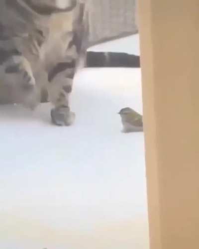Bird fucking dies