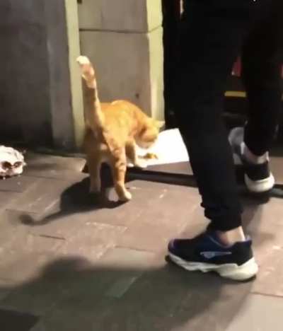 Istanbullu kedi