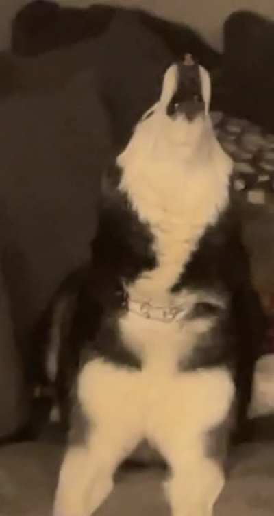 Meeko knows how to act when the camera&rsquo;s are rolling!