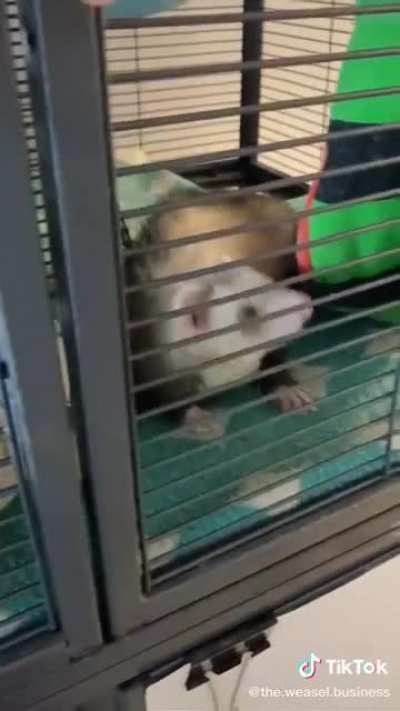 Ferret goes to jail
