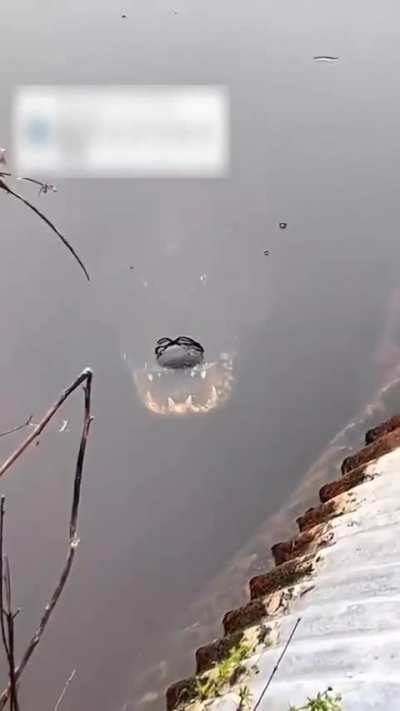 What's in the water