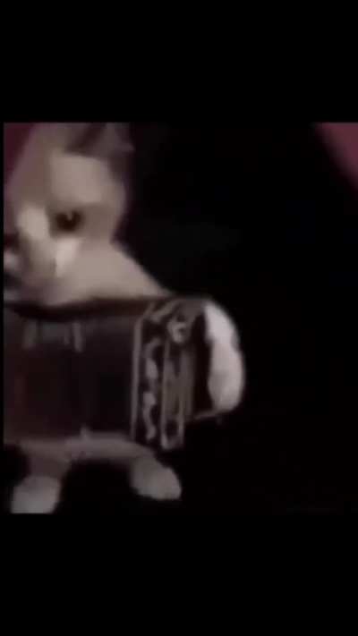 Esa no mi gato de oro 😭😭😭