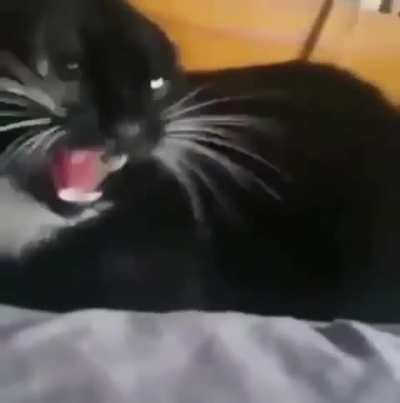 How to calm down an angry kitty