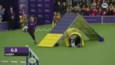 Fastest dog at a Dog agility competition