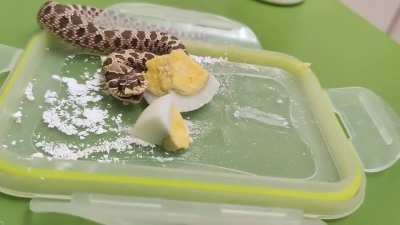&euml;gg