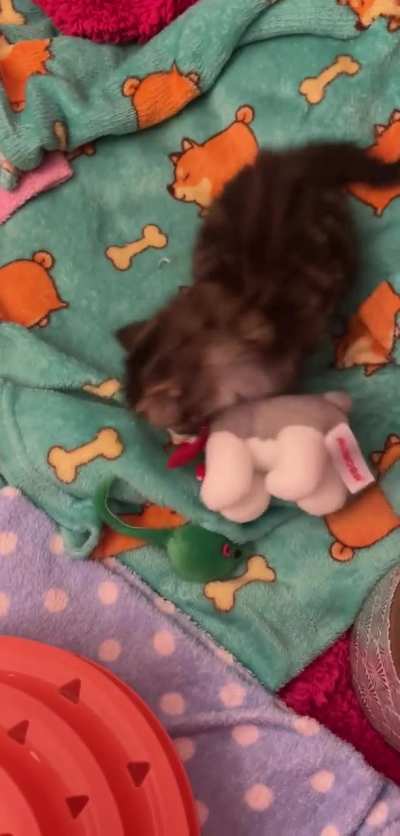 Baby Clementine just learned how to play. Sadly she doesn&rsquo;t have any siblings to play with so a toy will have to do 🐱