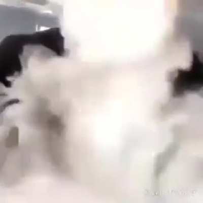 cabelo