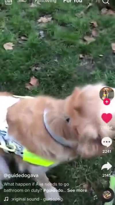 What happens when a guide dog needs the bathroom