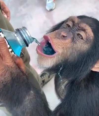 awesome monky gets a sweet waterfall