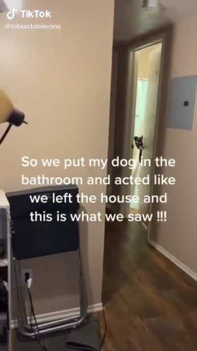 Who says dogs aren&rsquo;t smart