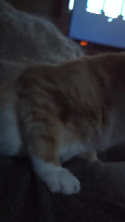 sudden cat