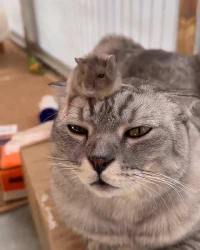 Hey! It didn't go like this in Tom &amp;amp; Jerry!!