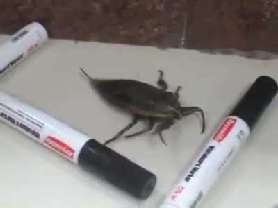 vibin' bug