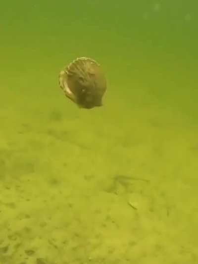 Scallop doesn't like being touched