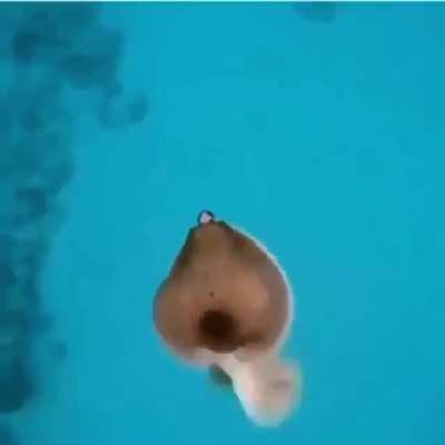 Funny fish