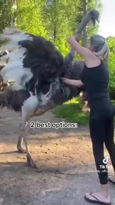 How to stop an angry Ostrich.