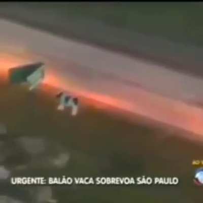 Vaca voando fds