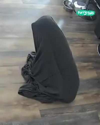 Sleepy dog wakes up on the wrong side of the couch