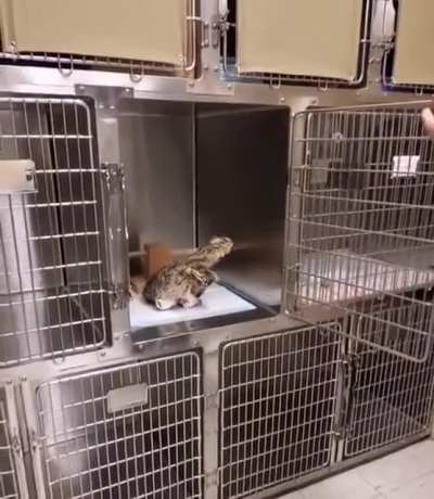 SuperbOwl just woke up from anesthesia