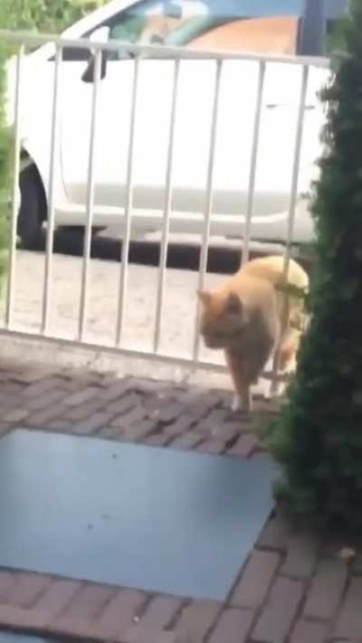 cat vs gate