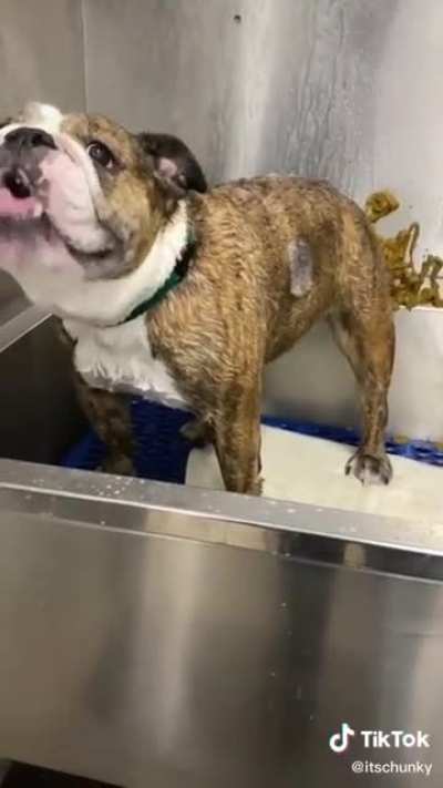 EL PERRO QUE CAGABA :0