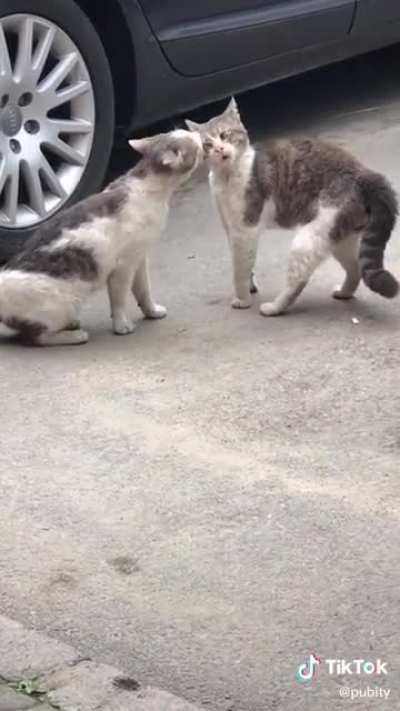 caT SCReaMS foR help as iT’S faCE IS BIttEn oFF!!