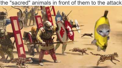 How Persians Used Cats to Conquer Egypt