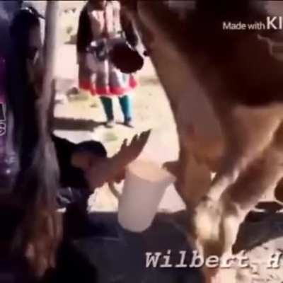 Cow takes a dump while getting milked