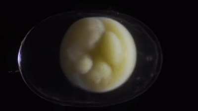 🔥 Timelapse of a salamander growing from a single cell, into a complete, complex living organism over three weeks.