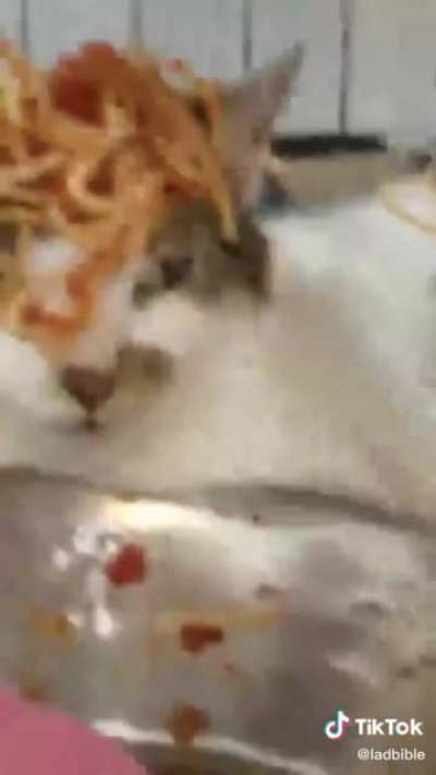 Cats love kids.