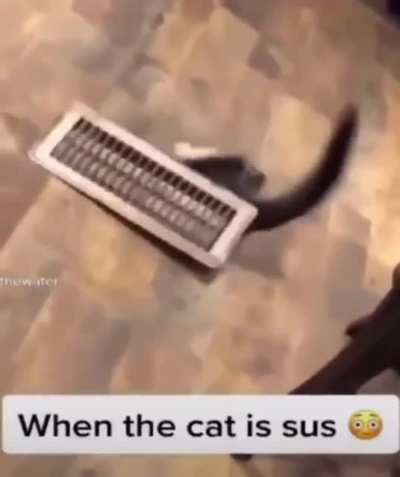 AMOGUS CAT SUS????????