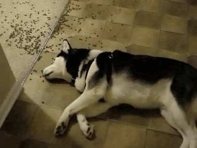 Someone&rsquo;s gone on a kibble bender.
