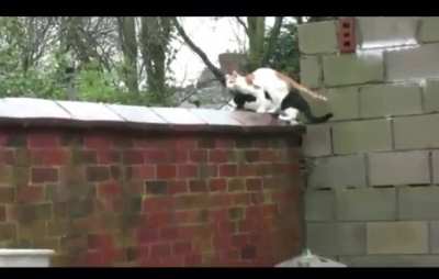 Cats... again