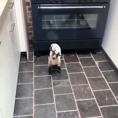 Check out my brand new Stove, It can fit an entire animal!