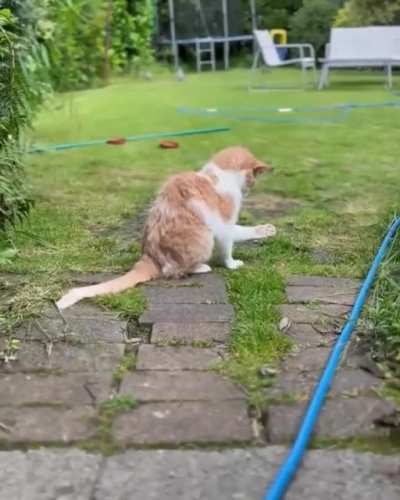Am… am I a cat?