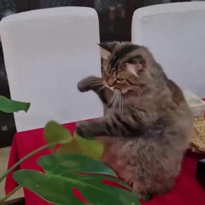Preparing to fight Cat Paul !
