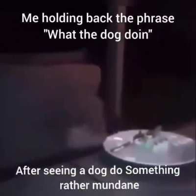 Dog