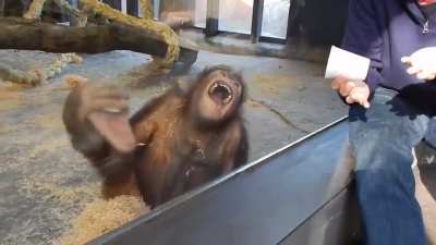 Ape thinks this funny