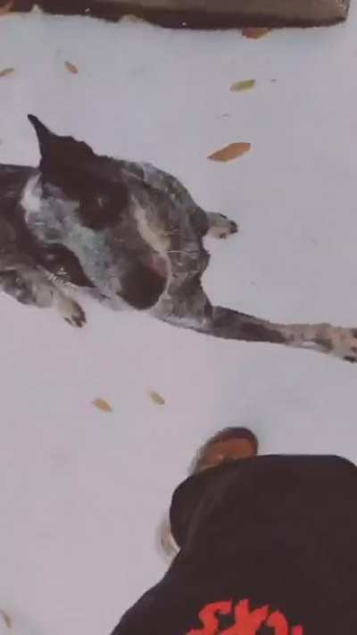 My dog&rsquo;s first snow day, and for some reason jumping on another resident&rsquo;s car seemed appropriate 😂🤦🏼&zwj;♀️