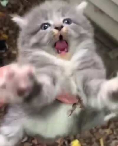 fluffy ball