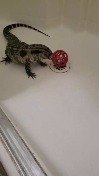 Gave my Sweet Dionysus some enrichment, only took a min to get her treat of F/T day old quail.